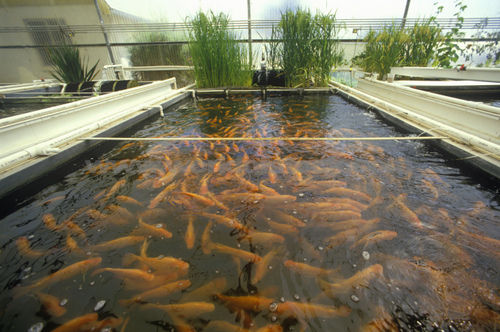 Lebanese Aquaculture: Make a Living through Fish Farming