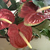 Anthurium andraeanum hybrid 