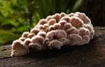 schizophyllum commune