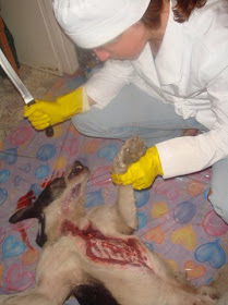 bunuh+anjing Gambar Wanita Cantik Tapi Sangat Kejam Bunuh Anjing Buat Sup