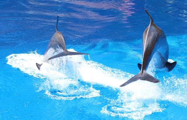 Dolphin, aquarium, Animals, Dolphin Encounter, Dolphin Encounter Roatan Institute for Marine Sciences,