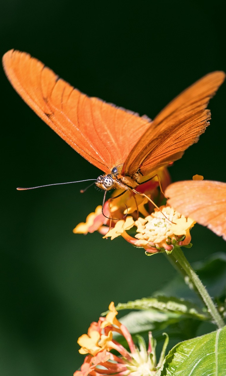 An orange butterfly on a flower.