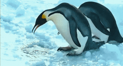 15. This not-so-flawless dive. - 17 Times Baby Penguins Reached Dangerous Levels Of Cuteness. Be Afraid.