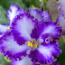 African Violet — Used as a protection amulet