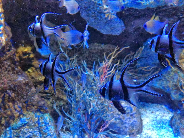 A school of Angel fish at the Sealife Centre Birmingham