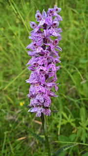 Dactylorhiza (either fuchsii or maculata).