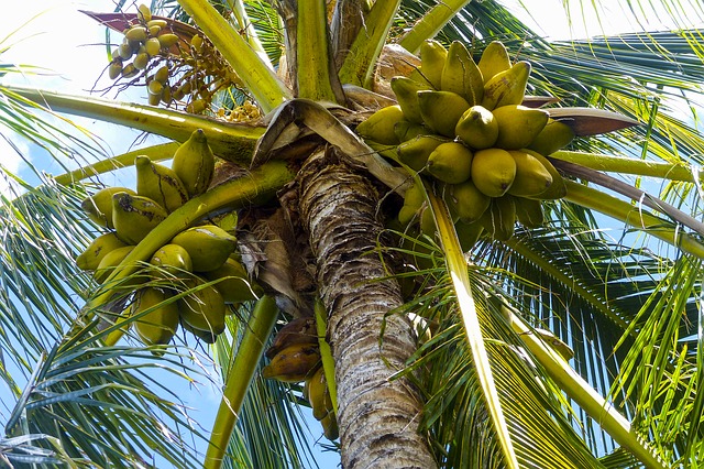 Pohon Kelapa dan Buahnya