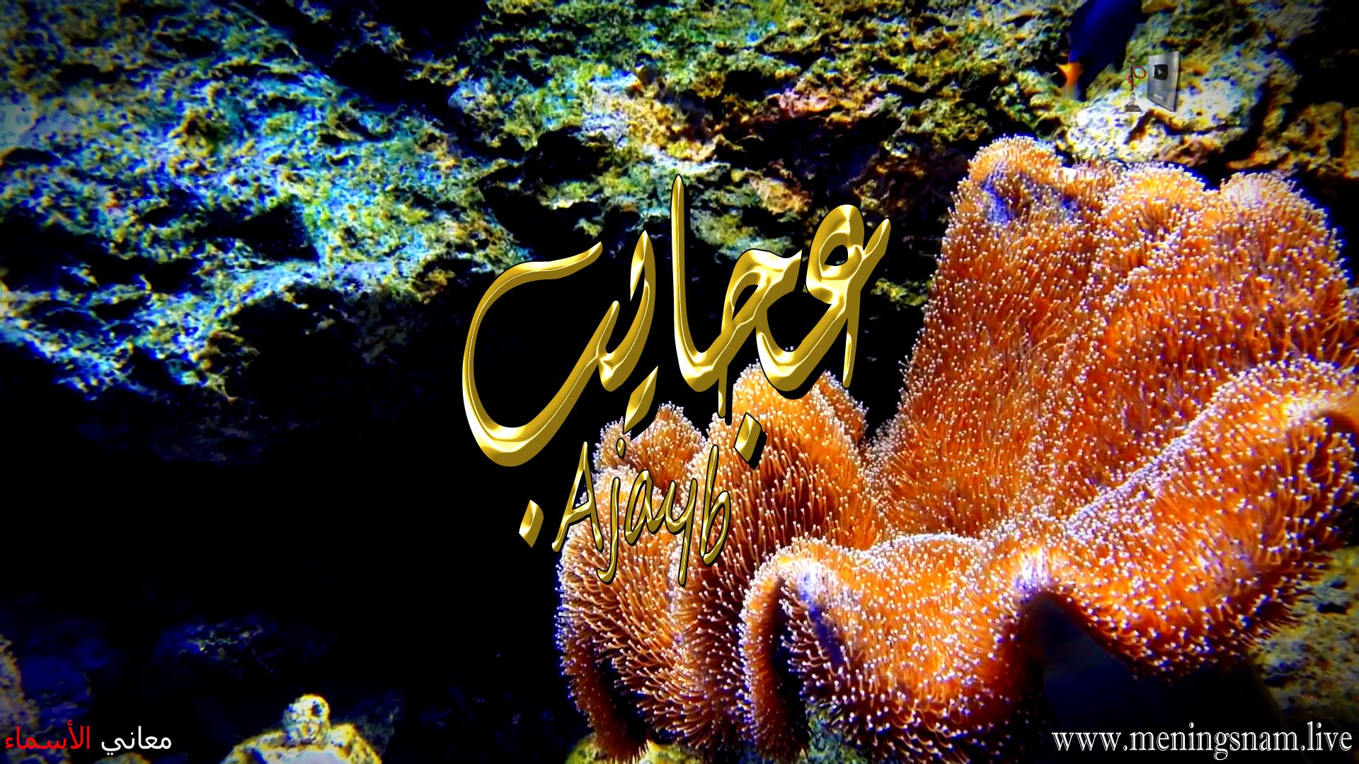 معنى اسم, عجايب, وصفات, حاملة, هذا الاسم, Ajayeb,