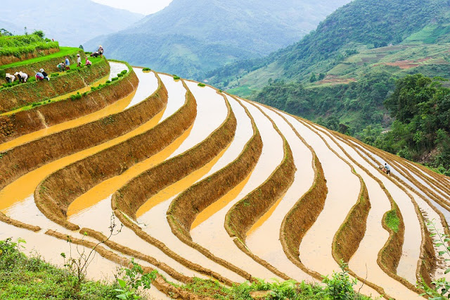 When is the rice harvest in Sapa? 1