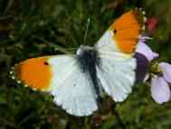 Orange Tip (2021)