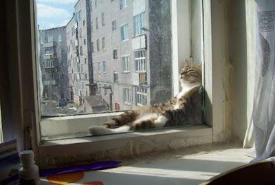 Cat resting in a funny position