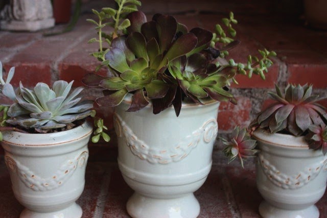 Blooming Rose Musings: Winter Succulents