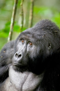 What is gorilla trekking safari
