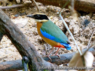 Blue-winged Pitta (Pitta moluccensis)