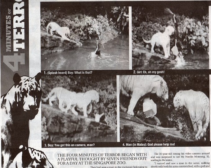 VIDEO : Pekerja Zoo Singapura Mati Dibaham Harimau Putih. [ White Tiger attacked Man In Singopore Zoo Video]