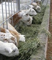 ewes eating alfalfa hay