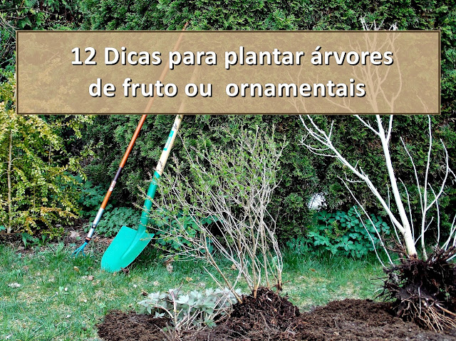 12 Dicas para plantar plantar árvores de fruto ou  ornamentais