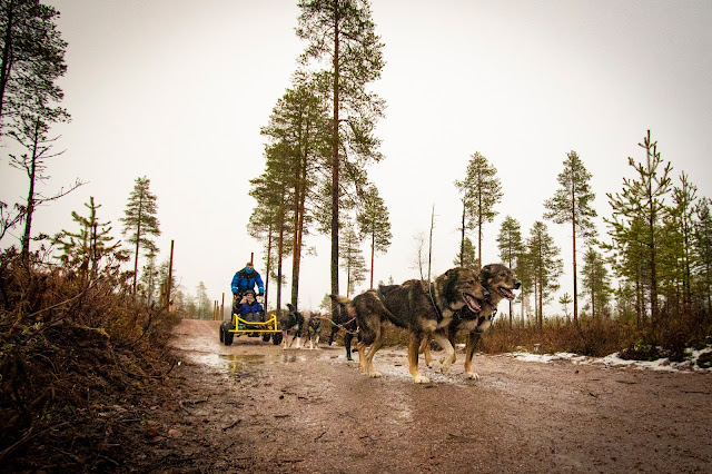 Bearhill husky-Slitta trainata dai cani-Rovaniemi