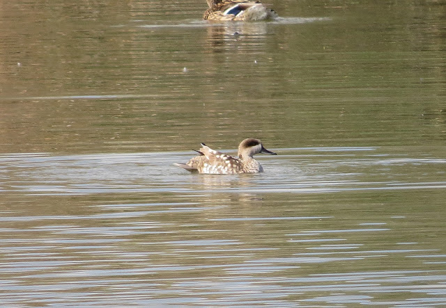 Marbled Duck - S’Albufera Natural Park, Mallorca