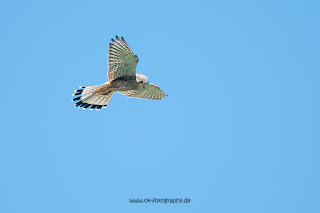 Wildlifefotografie Naturfotografie Turmfalke Weserbergland Olaf Kerber