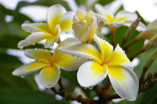 Yellow Plumeria Flowers