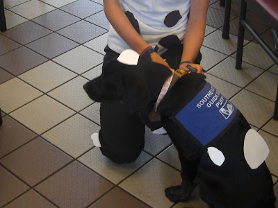 Photo of Rudy's side - besides the blue guide dog coat, he's got on some white spots, and is also wearing a cow bell