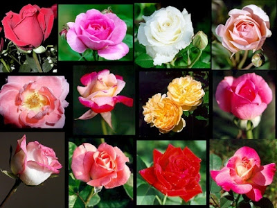 Rose wallpapers,(Rose photos,Rose pics,Rose pictures,Rose images,Rose day wallpapers,Flawers HD wallpaper)
