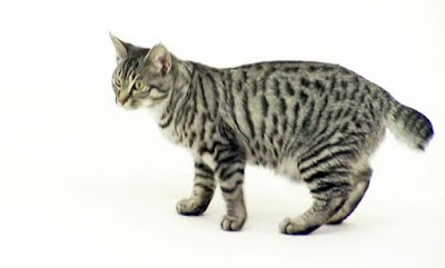 American Bobtail Cat