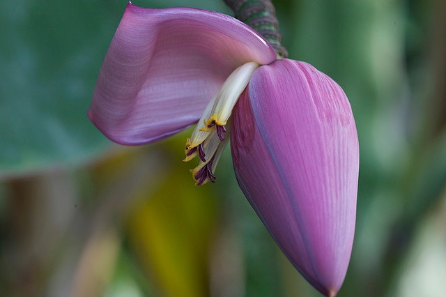 Gambar Kandungan Jantung Pisang Dari Journal Afrika Bioteknologi