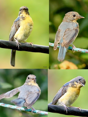 Tickell's Blue Flycatcher