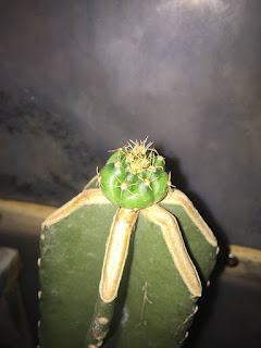 Damsii on Cereus - Arsip Pribadi