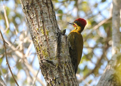 Golden green Woodpecker