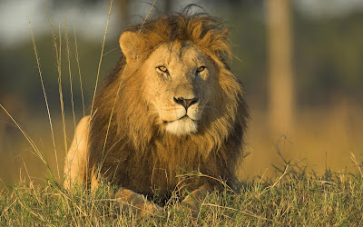 about lion facts about lion lion names