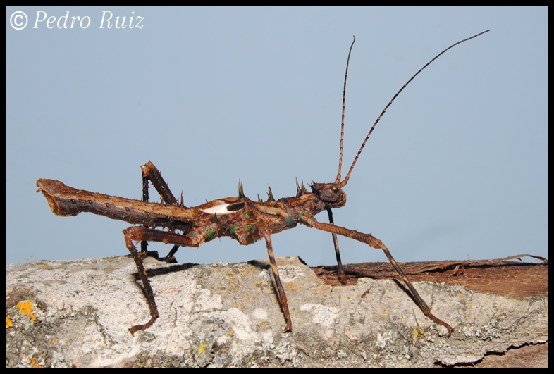 Macho adulto de Haaniella dehaani, 7 cm de longitud