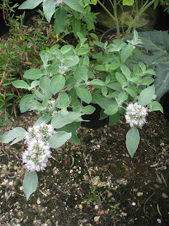 Pycnanthemum curvipes