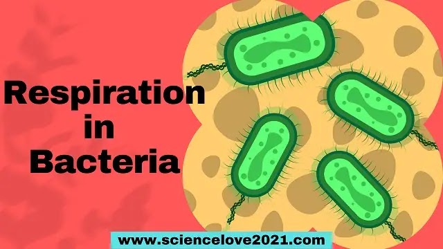 Respiration in Bacteria