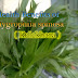 Health Benefits of  Hygrophila spinosa