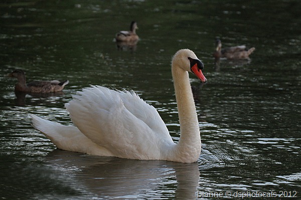 IMG_6815_Young Male Swan (Father)