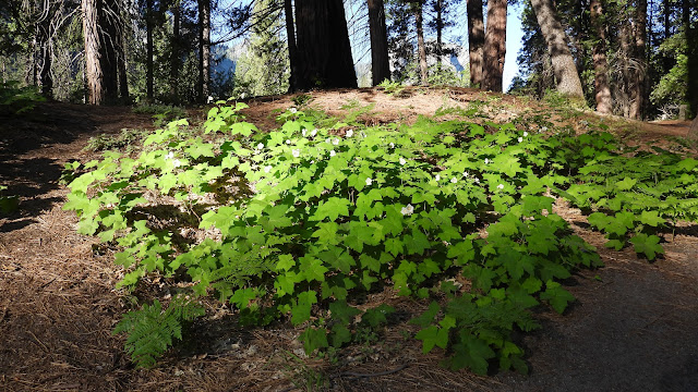 Day 8 - Yosemite (2)
