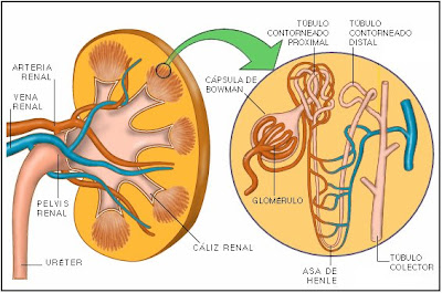 Estructura de un nefrón