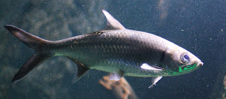 Megalops cyprinoides- Tarpon - ileya/ඉලයා