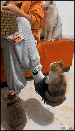 Cute Cat GIF • 2 cute kittens perched on shoes looking at their hooman. 'Feed us, please' [ok-cats.com]