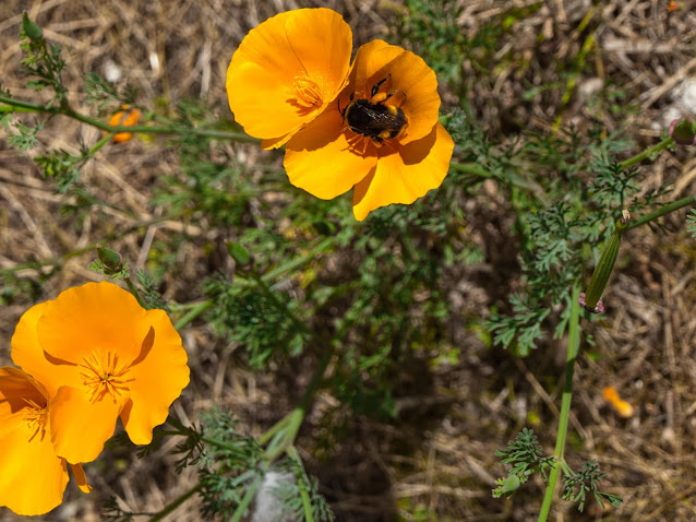 jiemve, fleurs, bourdon