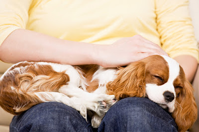 Dog sit on parent lap image