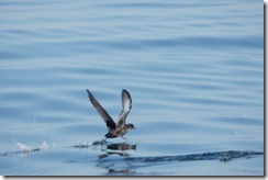 Sooty Shearwater
