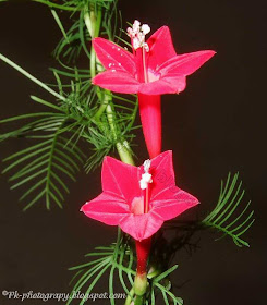 Cypress Vine