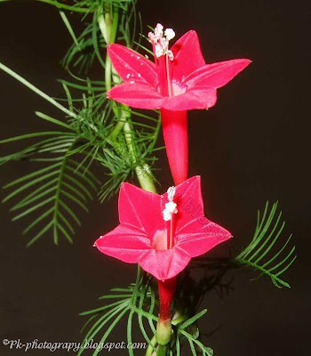 Cypress Vine