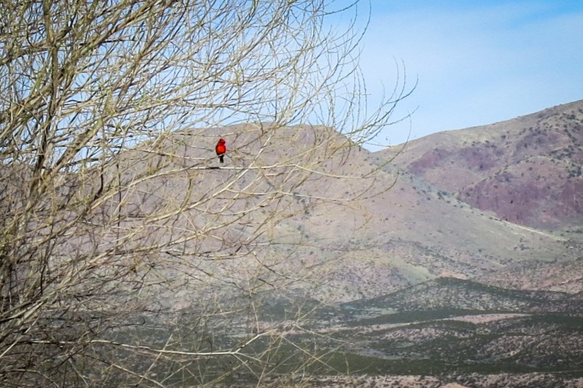 Vermillion Flycatcher IMG_7772