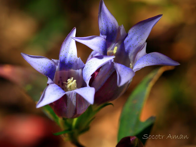 Gentiana scabra