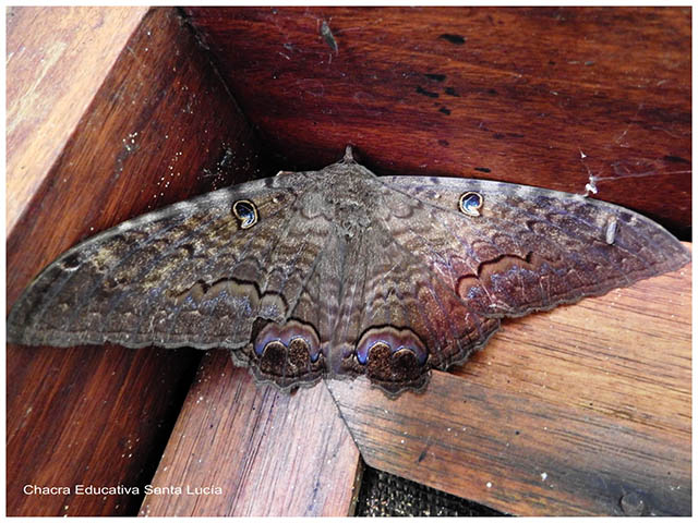 Mariposa nocturna-Chacra Educativa Santa Lucía